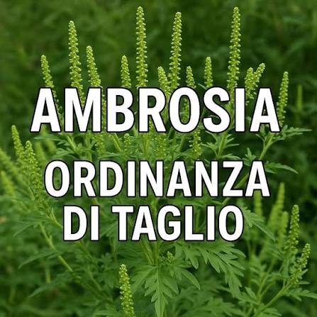 Avviso